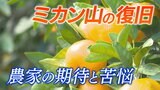 「心が折れかけてきた…」豪雨で被災したミカン山 大掛かりな工事への期待と苦悩 農家の現実は | 愛媛のニュース - Nスタえひめ|あいテレビは6チャンネル