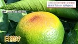 厳しい暑さが果物にも影響 増えるミカンの日焼け被害 生産農家は対策進める | MRTニュース | MRT宮崎放送