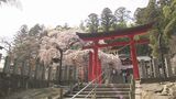 「心洗われる」小川諏訪神社のシダレザクラ見頃　桜まつりとライトアップも　福島・いわき市|TBS NEWS DIG