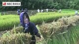 「食べ物のありがたさ知ってもらえれば」高校生が育てた稲 手刈りで収穫【長崎】 | 長崎のニュース | 天気 | NBC長崎放送