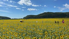 栃木・益子町で100万本の満開の「ひまわり祭り」 見ごろ迎える| TBS CROSS DIG with Bloomberg