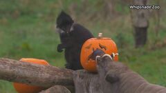 イギリスの動物園で一足早いハロウィーンのプレゼント| TBS CROSS DIG with Bloomberg