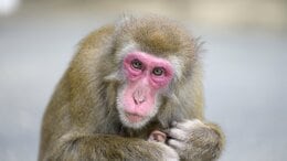 人気のサル山で異変…1対33の“超メス社会”に「群れを捨てるオス」と「最強母娘の野心」 変化する集団のカタチは新時代へのプロローグか|TBS NEWS DIG