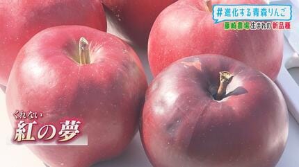 見つけたらラッキー！新品種＆期待のリンゴ 見た目も味も個性豊かな