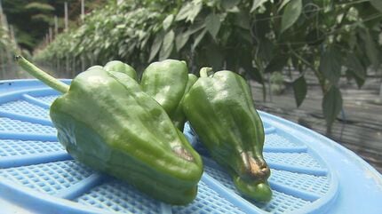 img_755bb8a823e14497f8c87b8f48