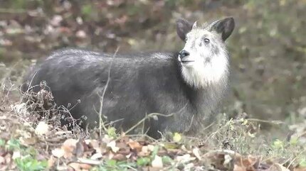 散歩中の70代男性2人立て続けに「二ホンカモシカ」に太もも“角”で突