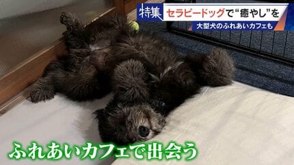 人を癒やす“セラピードッグ” 医学的にも研究される｢犬の力｣ 訓練所には