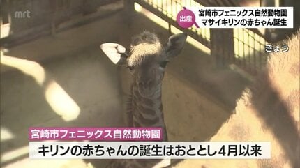 マサイキリンの赤ちゃんが誕生 今は大人の足ほどの背丈 宮崎市