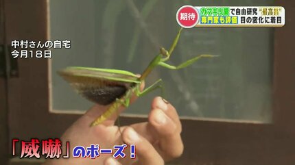 カマキリ愛溢れる少年の自由研究「県知事賞」に輝く 目の色が変わる謎