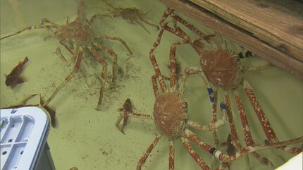世界最大のカニ”抱えてダッシュ！ スピード命のお引っ越し 竹島水族館