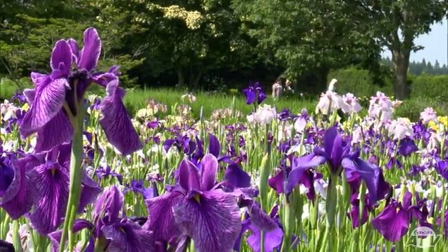 約10万株のハナショウブが初夏を彩る　500種類が見頃迎える「初めて来たけれども、すごく感動…」青森県十和田市|TBS NEWS DIG