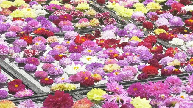 池一面を埋め尽くす10万輪のダリア 秋の恒例イベント始まる 島根県松江市|TBS NEWS DIG
