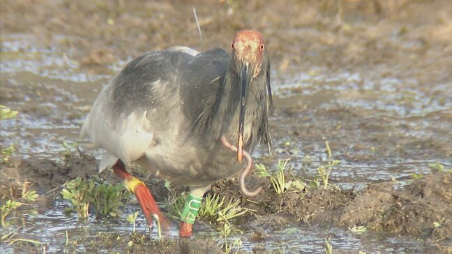 トキの2回目の放鳥 能登で9月実施へ 専門家らの意見踏まえ放鳥場所決める方針|TBS NEWS DIG