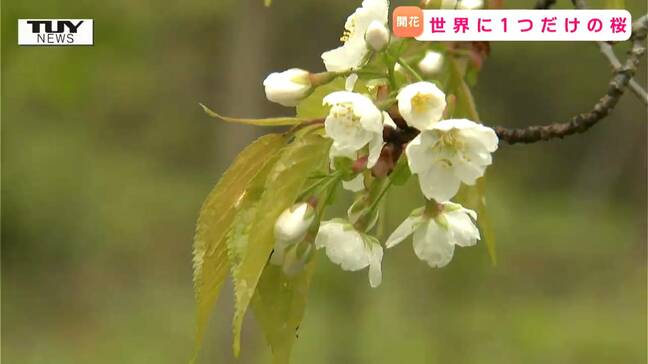 世界で唯一のサクラも見ごろに！山形市野草園で春の草花を思いっきり楽しもう！|TBS NEWS DIG
