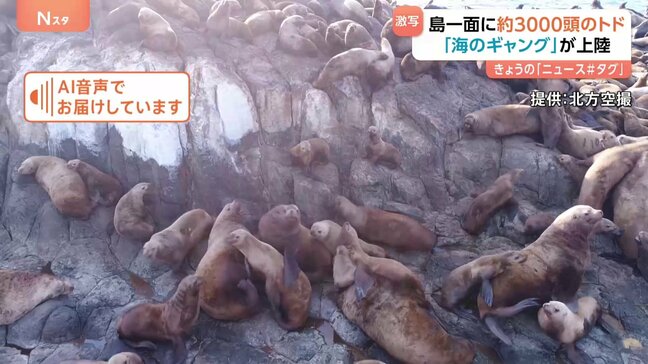 漁業被害10億円超 「海のギャング」トド3000頭が無人島に上陸！目的は…休憩？|TBS NEWS DIG