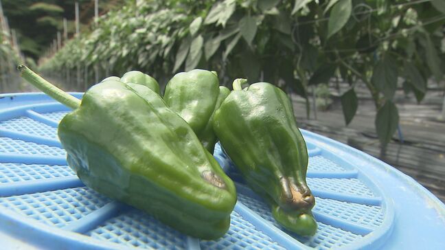 猛暑、水不足でピーマンが『尻ぐされ』当面高値続くか　福島|TBS NEWS DIG