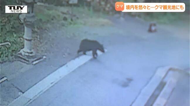 カメラにはっきりと...寒河江市の観光名所などにクマ　鶴岡市ではヤブの中から突然向かってきたクマを駆除（山形）|TBS NEWS DIG