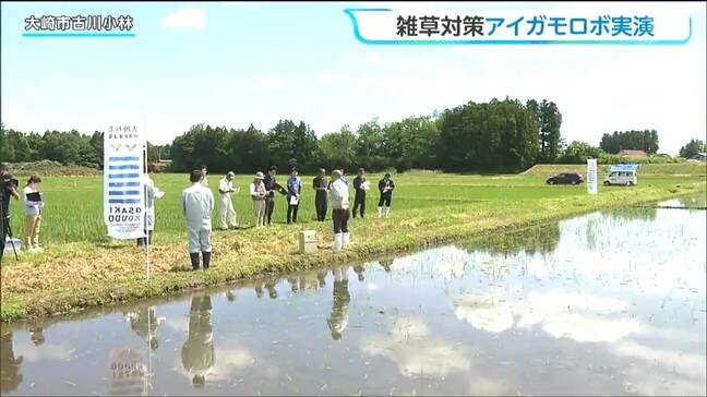水田の中を動き回るロボット!有機農業拡大に向け最新型のアイガモロボの講習会 宮城・大崎市|TBS NEWS DIG