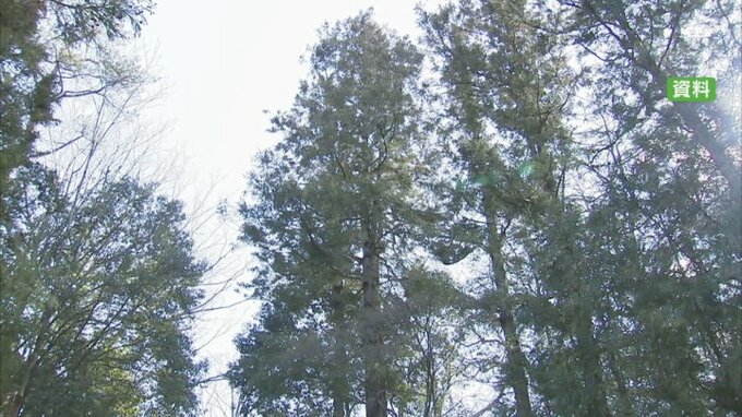 スギ花粉が飛散開始　過去10年平均より6日早く　今年は「やや多め」予測　山梨県|TBS NEWS DIG