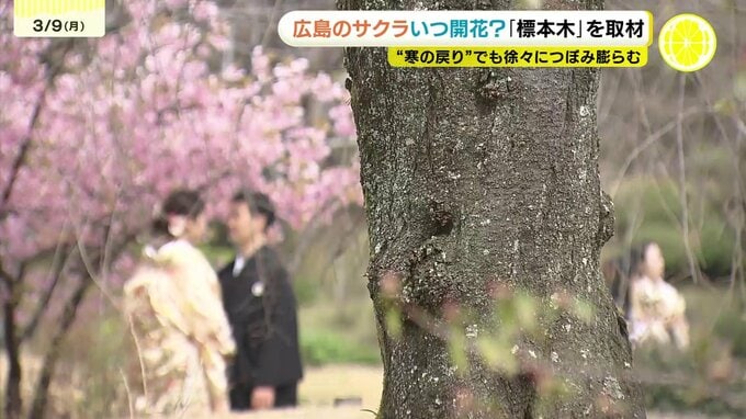 お花見の準備は早めに　今年はサクラ開花が早まる見込み　3月に入りつぼみも一気に成長　広島・縮景園|TBS NEWS DIG