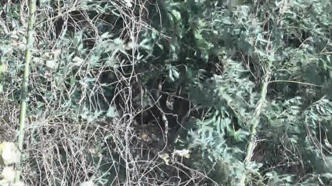 山中で身元不明の遺体見つかる　鹿児島・鹿屋|TBS NEWS DIG