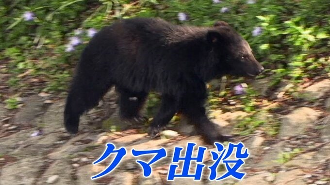 田んぼの見回りをしていた60代男性がクマに襲われけが　秋田・由利本荘市|TBS NEWS DIG