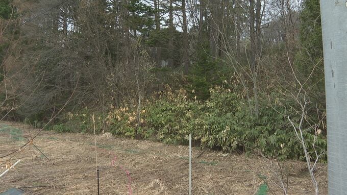 奥の斜面の上の道路のさらに奥に民家 クマは斜面の中腹にいた