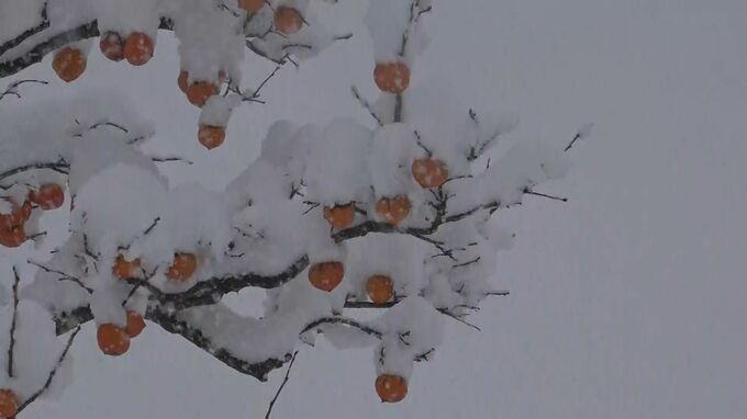 ポストにも信号機にも“こんもり” 石川県内全域で雪 明け方にかけて大雪に　|　石川県のニュース｜MRO北陸放送