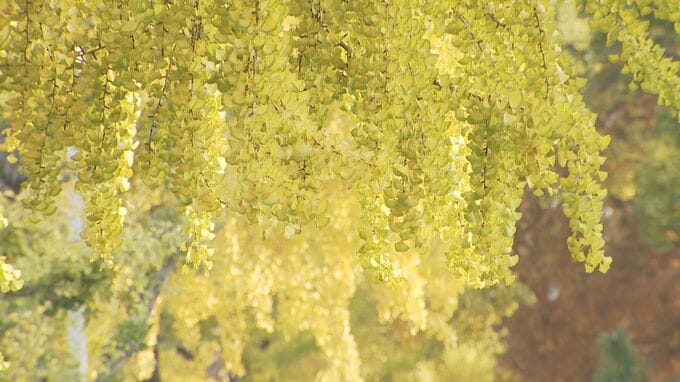 イチョウ並木が黄色に色づく　山口・周南|TBS NEWS DIG