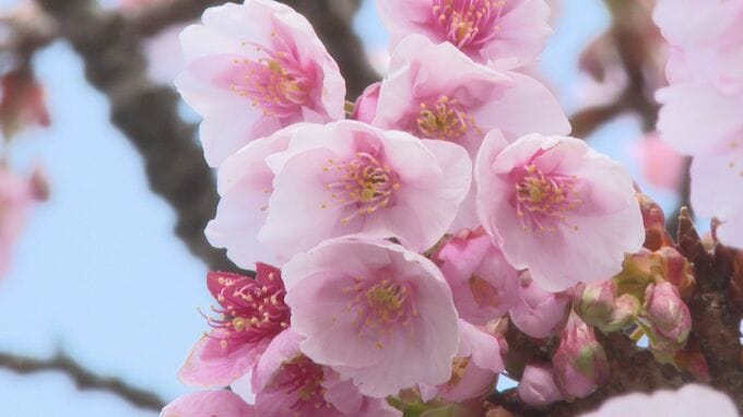 橋本川沿いでカンザクラ見頃　季節は少しずつ春に　山口・萩　|　山口のニュース・天気・防災｜tys NEWS｜ｔｙｓテレビ山口