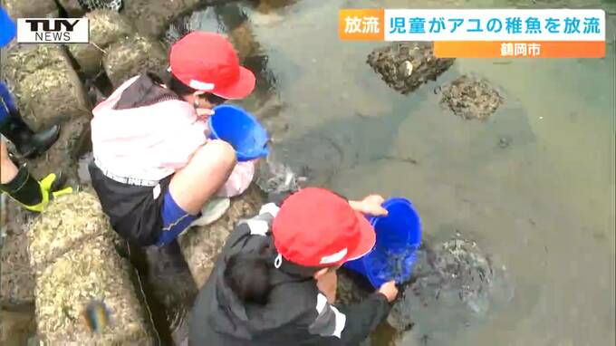 「きれいに守っていきたい」温泉街の川釣りの名所で児童がおよそ1000匹のアユの稚魚を放流（山形・鶴岡市）　|　山形のニュース│TUYテレビユー山形