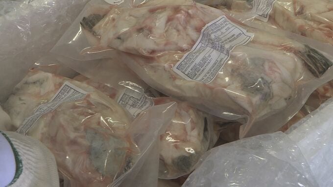 ニューヨークの料理店で提供　アメリカに向けトラフグ出荷　山口・下関|TBS NEWS DIG