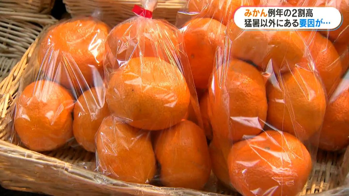 みかんが高い！生育不良に鳥獣被害…ダブルパンチも | 鹿児島のニュース