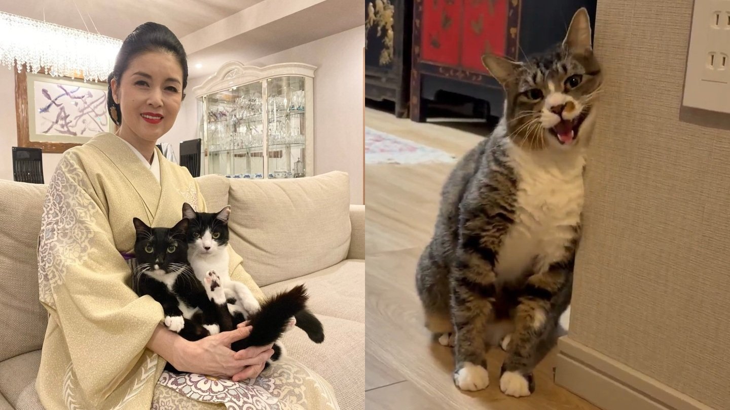 ねこ 】藤あや子さんの保護猫「じゃこ天」 ついに “壁スリスリ” で