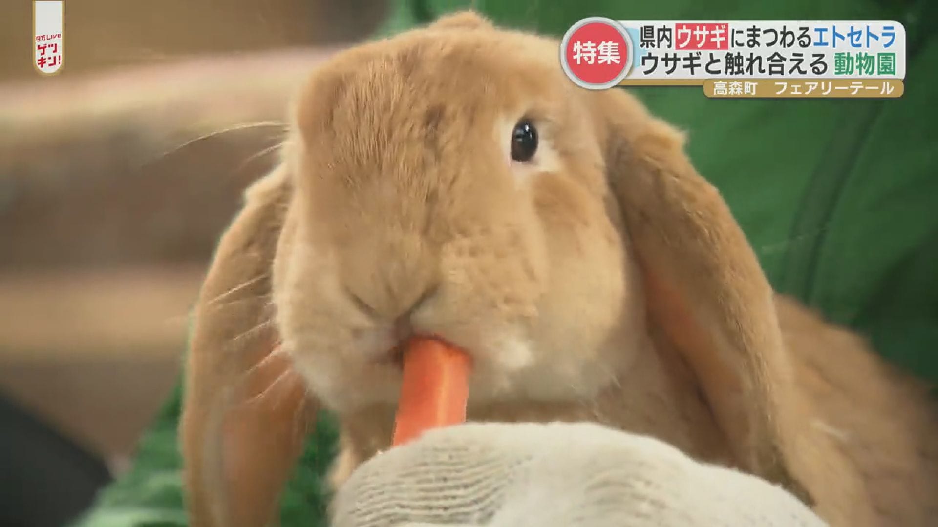 ウサギ好きも卯年の人もみんな集まれ！ウサギにまつわるエトセトラ
