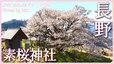 「神が植えた桜　長野県長野市」　【JNN sakuraドローンDIG 2023】|TBS NEWS DIG