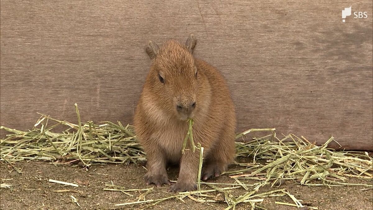 かわいい」産まれたばかりのカピバラの赤ちゃんが人気者に＝静岡・伊豆