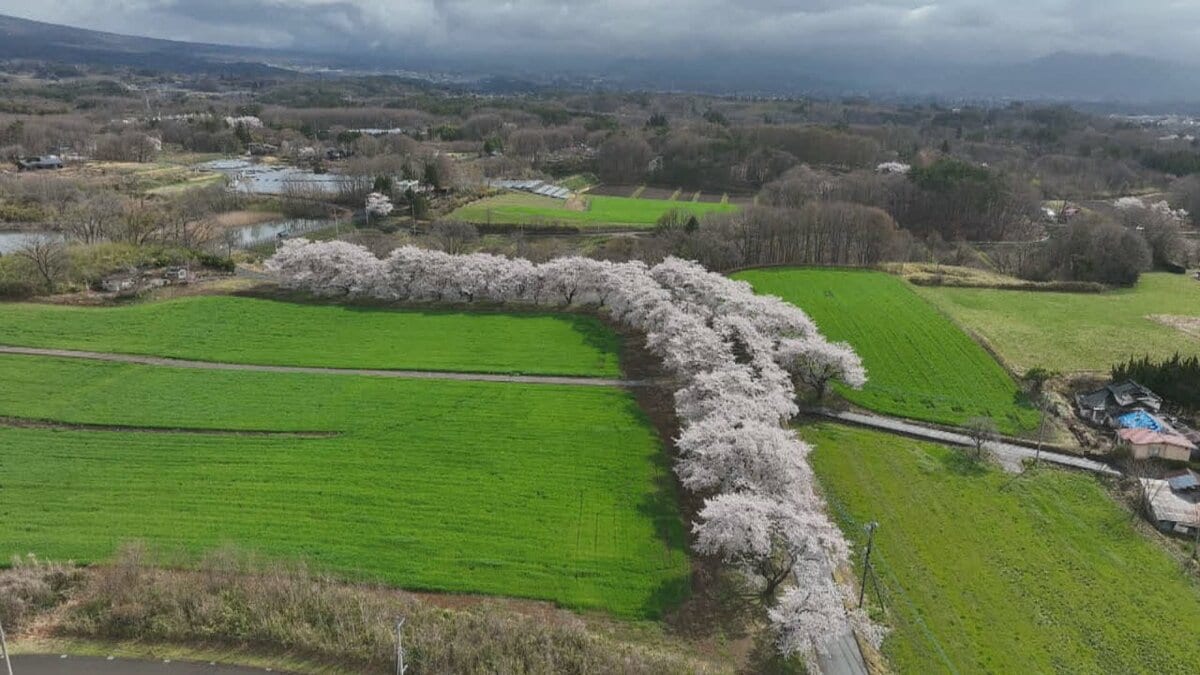 地域の人が守り続ける『蕪の桜並木』 およそ50本のソメイヨシノが満開