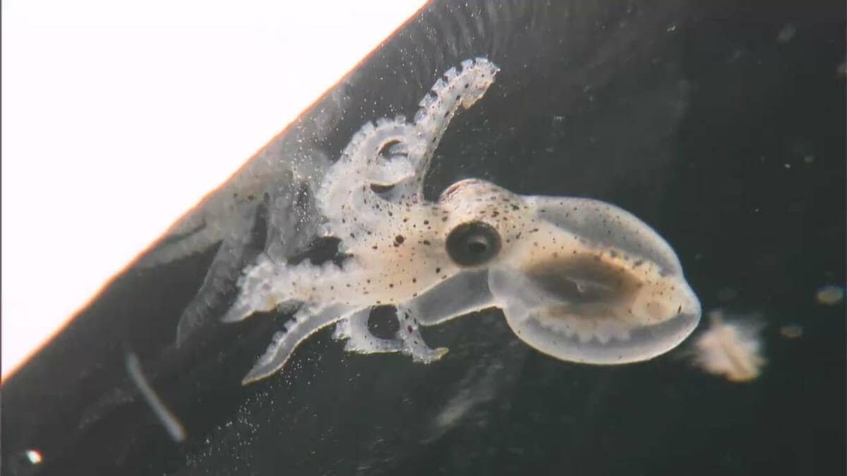 「足も8本あって可愛い」岡山県の水産研究所がマダコの養殖に向け稚ダコ開発 漁獲量減少への対策 | TBS NEWS DIG
