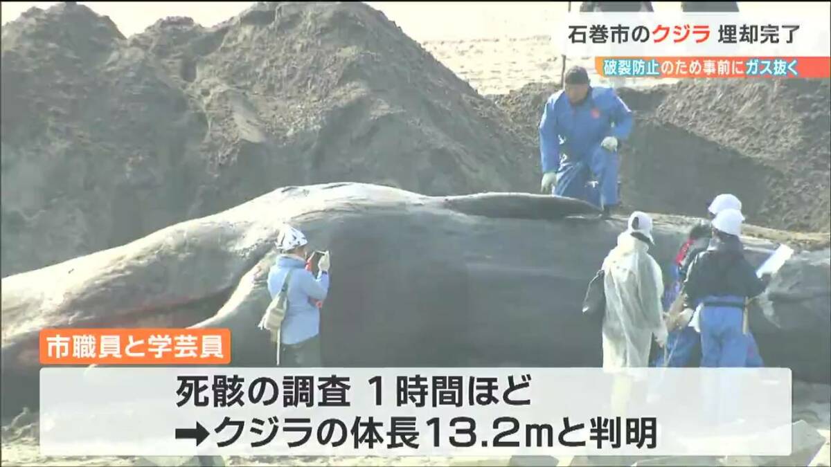 死因は特定できず」“漂着クジラの死骸”砂浜への埋却処分完了「なるべく