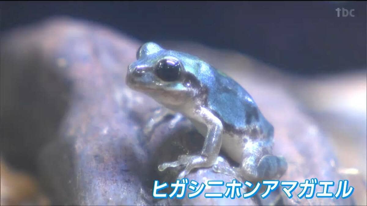 10万匹に1匹」青いアマガエルを小学生が発見！カマキリのえさ探しで