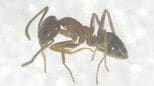 特定外来生物「アルゼンチンアリ」高知市と南国市で約100匹見つかる　高知県内での発見は2023年以来2例目　生態系を壊すおそれも　|　高知のニュース・天気｜KUTV NEWS | KUTVテレビ高知