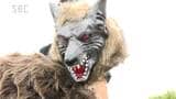 長野県内はドングリが「不作」…クマが人里に出没することが増える懸念も クマ被害が相次ぐ中、対策は? | SBC NEWS | 長野のニュース | SBC信越放送