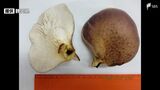 野生しいたけと誤認し“毒キノコ”持ち帰り食べる 11人が嘔吐の症状 ツキヨタケによる食中毒＝静岡・御殿場市|TBS NEWS DIG