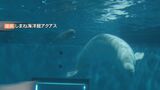 母親急死のシロイルカの赤ちゃん　飼育員に育てられ無事１か月　島根県立しまね海洋館アクアス　応援メッセージも多数　今後SNSに写真掲載も　|　BSSニュース | BSS山陰放送
