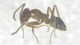 特定外来生物「アルゼンチンアリ」高知市と南国市で約100匹見つかる 高知県内での発見は2023年以来2例目 生態系を壊すおそれも|TBS NEWS DIG