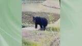 エサ求めて往来か　いわき市山田町でクマ　南部では初の写真撮影　福島|TBS NEWS DIG
