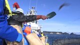 高校生が地域の新たな産物、ギンザケ養殖作業を体験 岩手・久慈市|TBS NEWS DIG