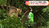 木が倒れて道路をふさぐ 根元から倒れたフェンスも 大気不安定…強風で倒れたか 気象台が調査 名古屋市名東区、長久手市 | 名古屋・愛知・岐阜・三重のニュース【CBC news】 | CBC web