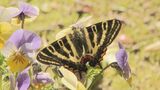 絶滅危惧種指定“ギフチョウ”児童が育て空に放つ「毎日水をあげたり大変だった」|TBS NEWS DIG